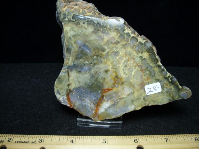 dinosaur coprolite for sale