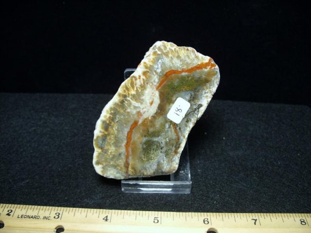 dinosaur coprolite for sale