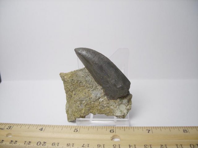 Daspletosaurus Dinosaur tooth (091818c) - Image 3