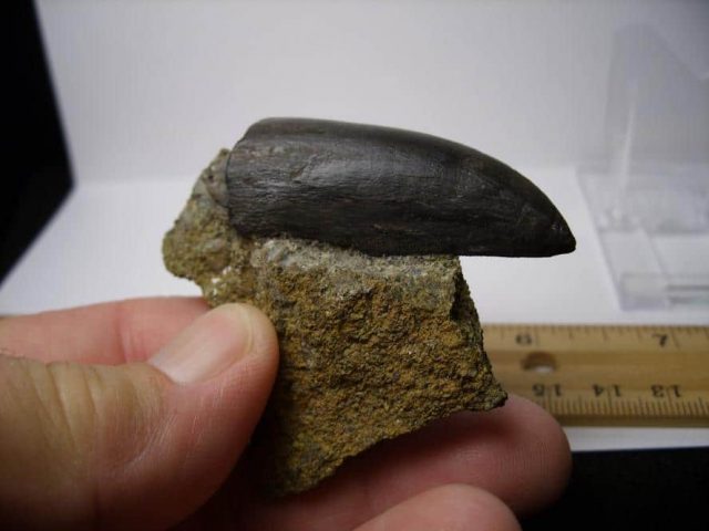 Daspletosaurus Dinosaur tooth (091818c) - Image 4