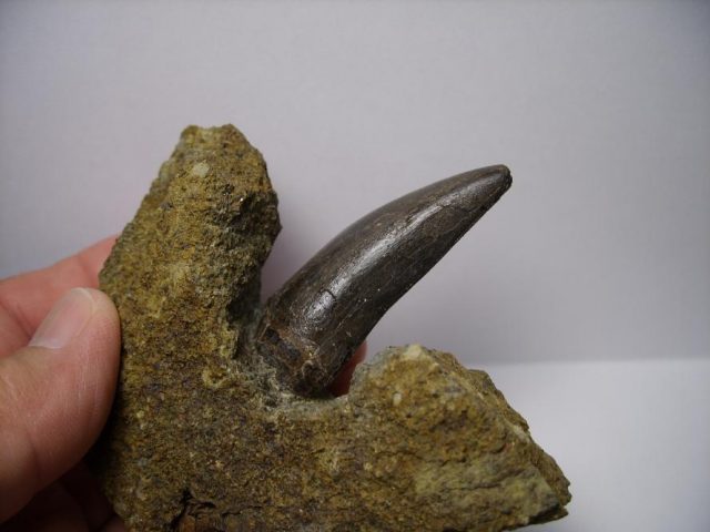 Daspletosaurus Dinosaur Teeth (091818h) - Image 3