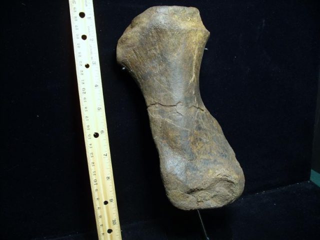 Hadrosaur “Duckbill Dinosaur”  Metatarsal (092518c) - Image 2