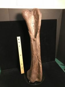 femur dinosaur