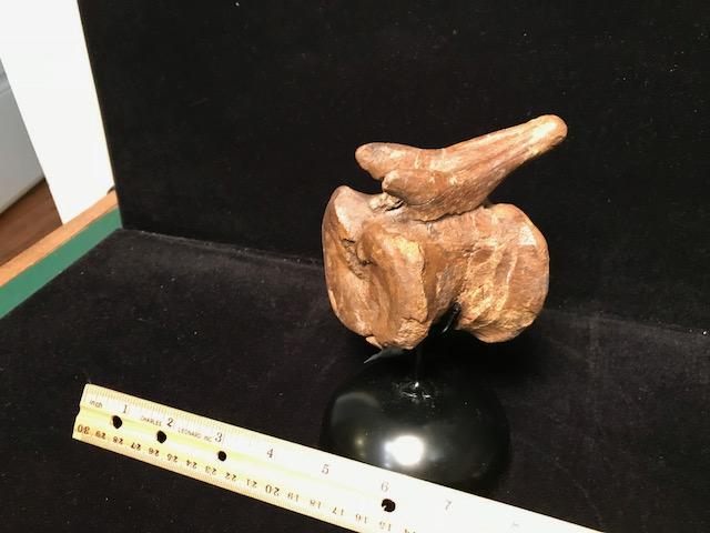 Hadrosaur “Duckbill Dinosaur” Tail Vertebra (092518a) - The Stones ...