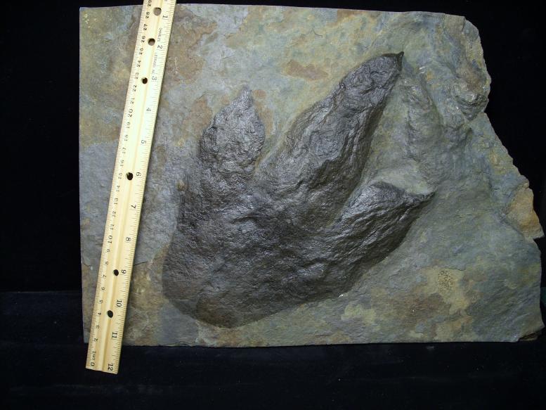 dinosaur footprints for sale