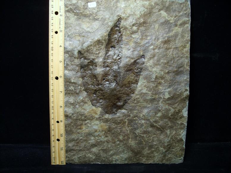 dinosaur fossil footprints for sale