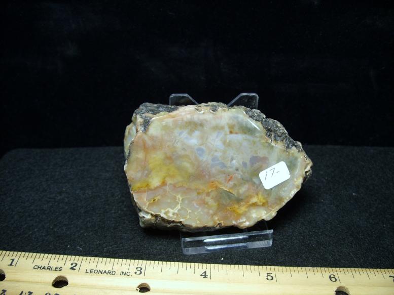 dinosaur coprolite for sale