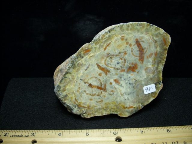 dinosaur coprolite for sale