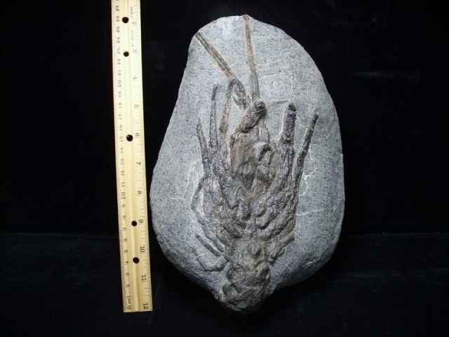 Fossil Lobster (103518m) - Image 5