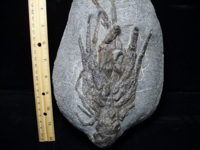 Fossil Lobster (103518m) - Image 3