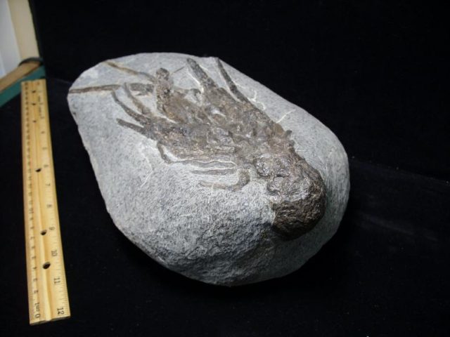 Fossil Lobster (103518m) - Image 4