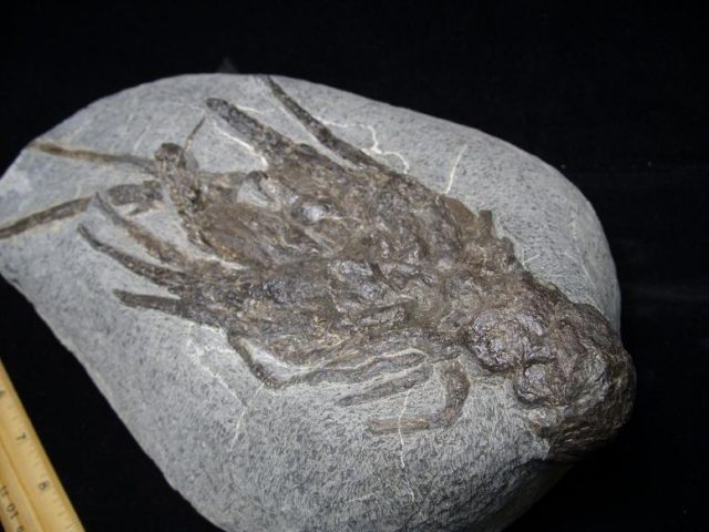 Fossil Lobster (103518m) - Image 6