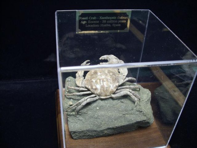 Articulated Fossil Crab  (110518h) - Image 4