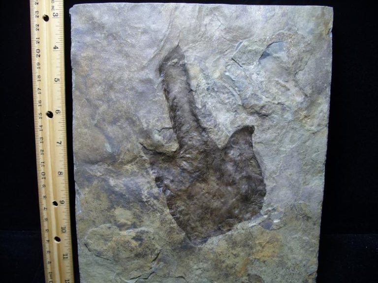 dinosaur footprints for sale