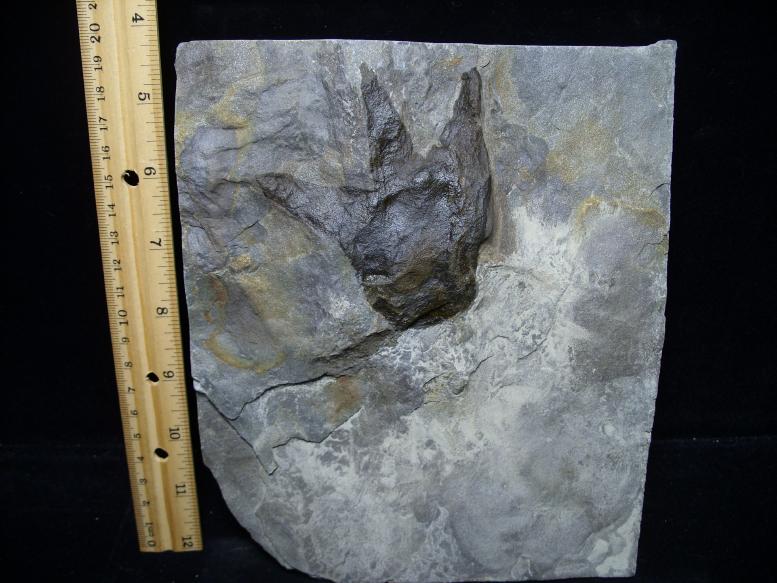 dinosaur fossil footprints for sale