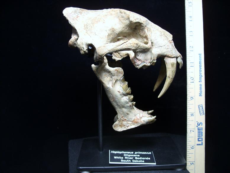 Large Adult Saber Tooth Cat Skull (010319x) - The Stones & Bones Collection