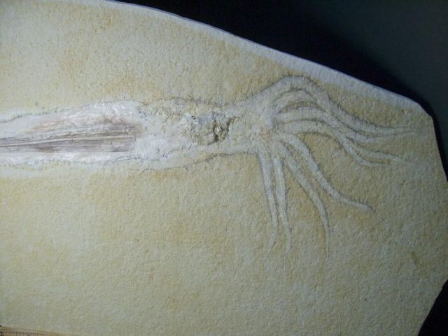 ocean fossils