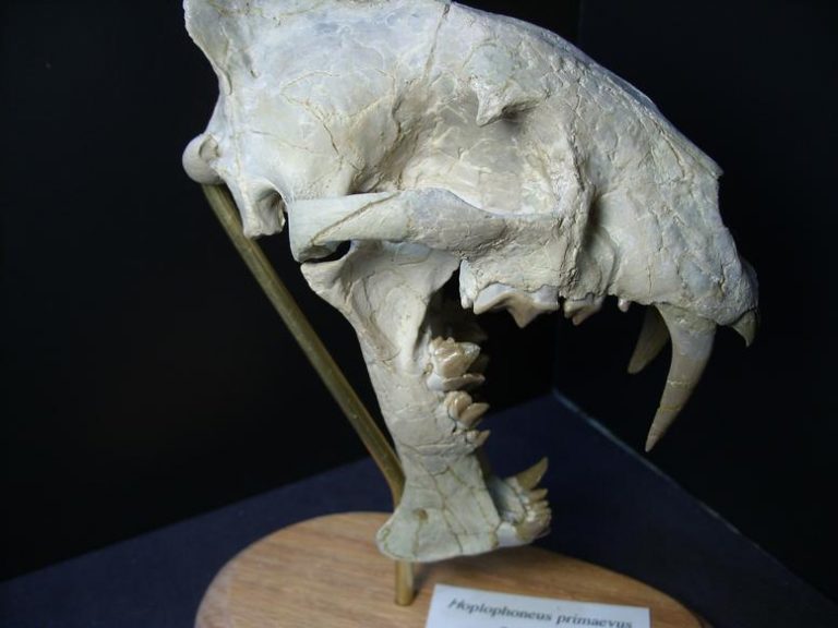 Saber Tooth Cat Fossil Skull (013819a) - The Stones & Bones Collection
