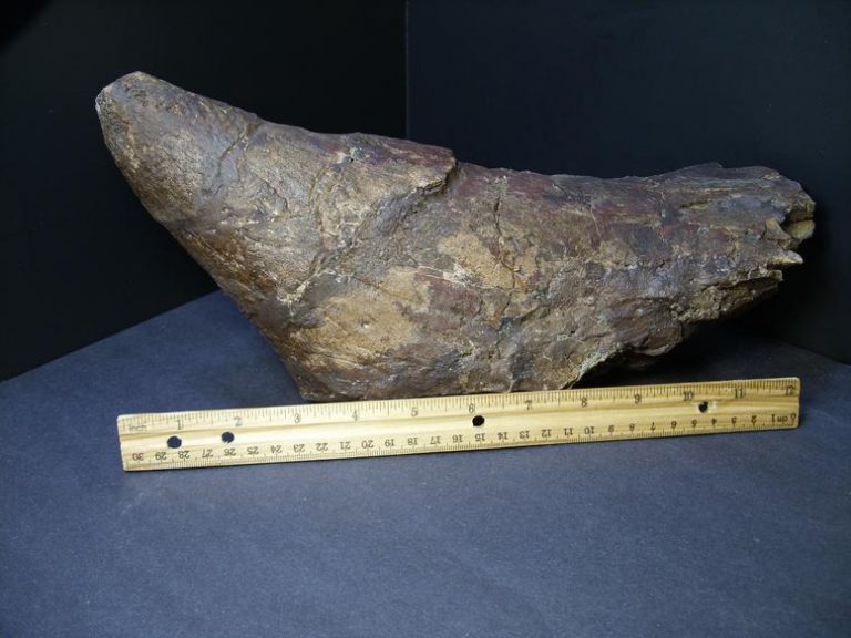 triceratops horn fossil for sale