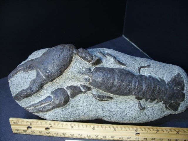 Fossil Lobster