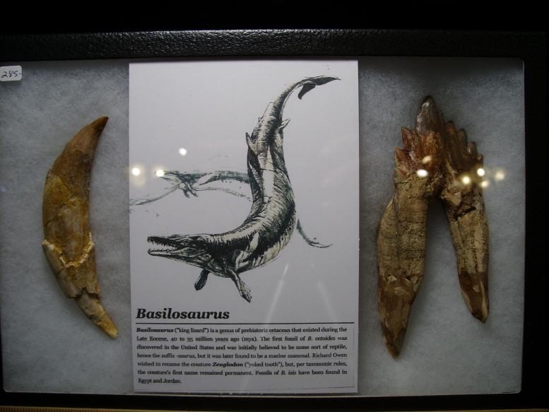 Basilosaurus Fossil Whale Teeth (021019b) - The Stones & Bones Collection