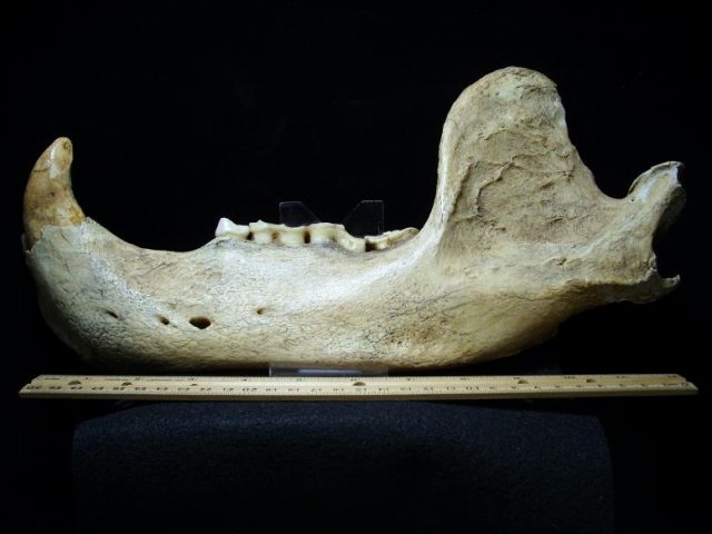 bear fossils