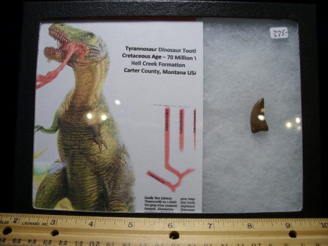 buy tyrannosaurus tooth