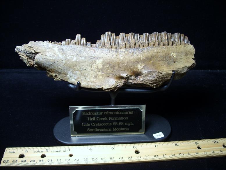 Baby Hadrosaur “Duckbill Dinosaur” Jaw with Teeth (022919m) - The Stones &  Bones Collection