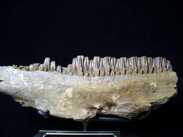 dinosaur jaw fossil