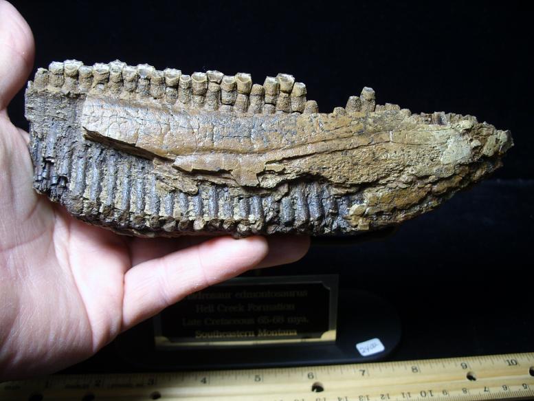 Baby Hadrosaur “Duckbill Dinosaur” Jaw with Teeth (022919m) - The Stones &  Bones Collection