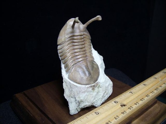 Russian Trilobite (022619aa) - Image 2