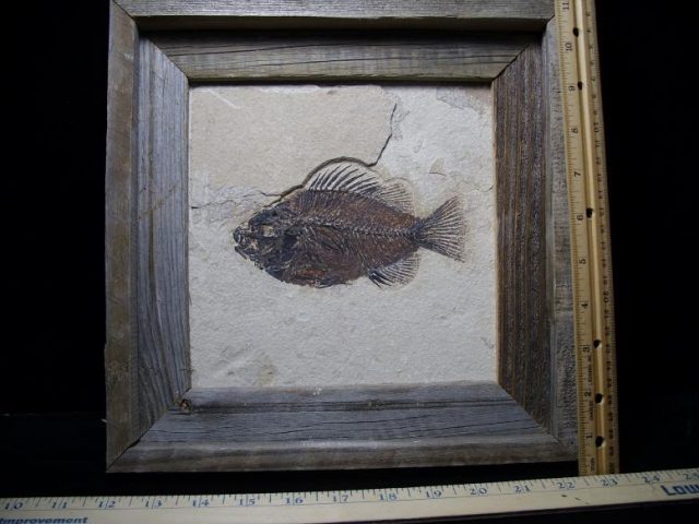 Fossil Fish