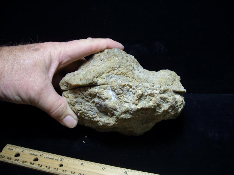 dinosaur coprolite