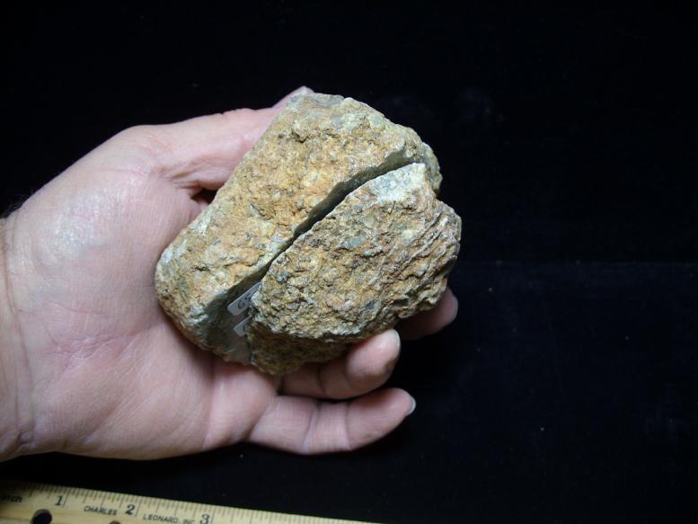 dinosaur coprolite