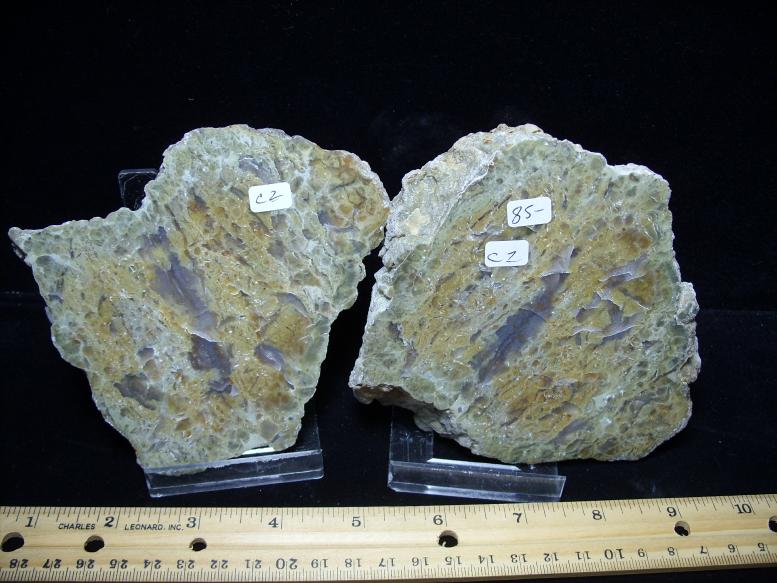 dinosaur coprolite