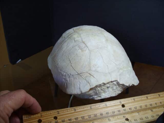 Fossil Tortoise (012825g) - Image 2