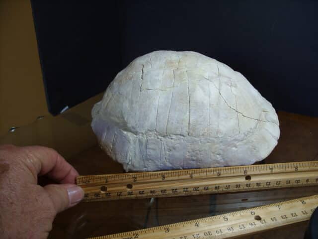 Fossil Tortoise (012825g) - Image 3