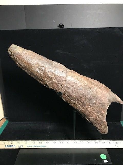 Triceratops Horn 021619g The Stones And Bones Collection 