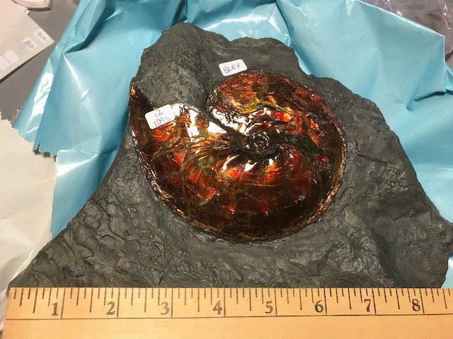Inteclare ammonite fossils