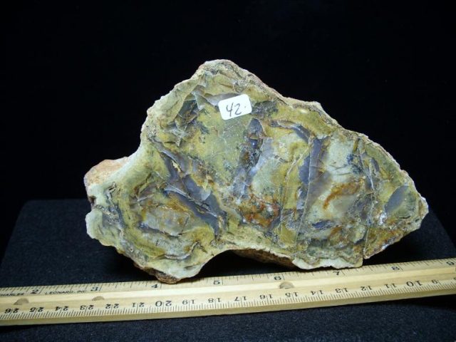 dinosaur coprolite for sale