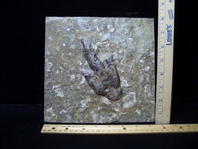 dinosaur fossil footprints for sale