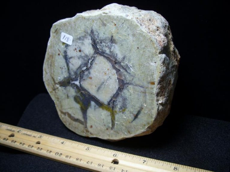 dinosaur coprolite for sale