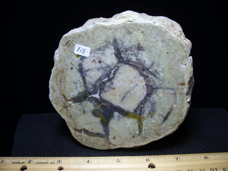 dinosaur coprolite for sale