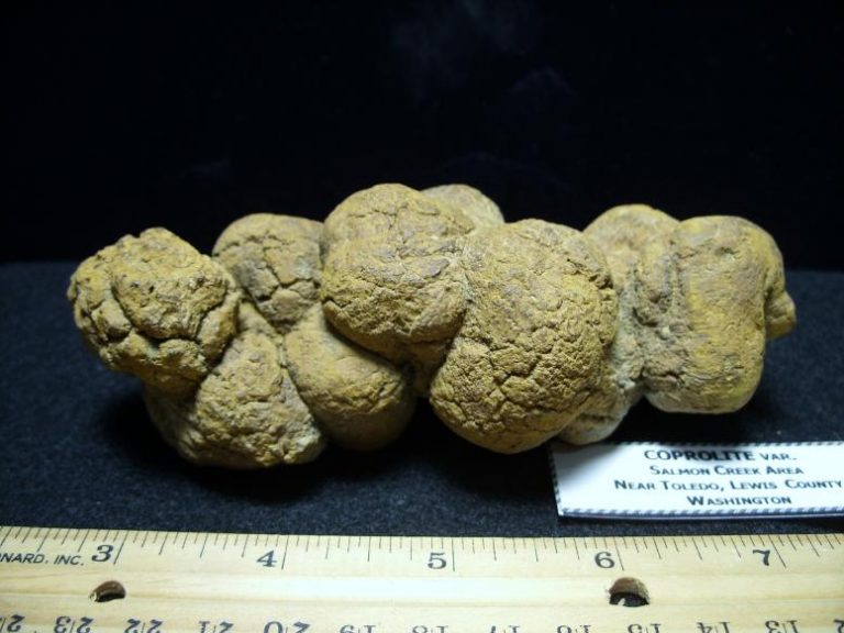 fossilized dung