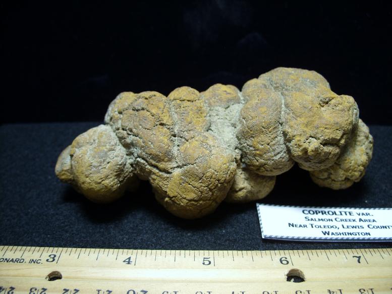 fossilized dung