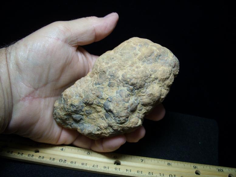 dinosaur coprolite