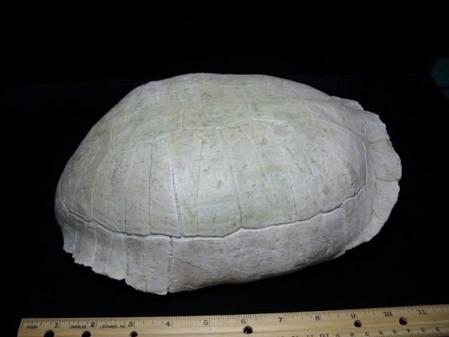 Stylemys nebraskenis (Tortoise)