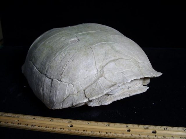 tortoise fossils