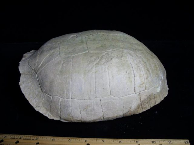 Complete Large Fossil Tortoise (050819s) - Image 7