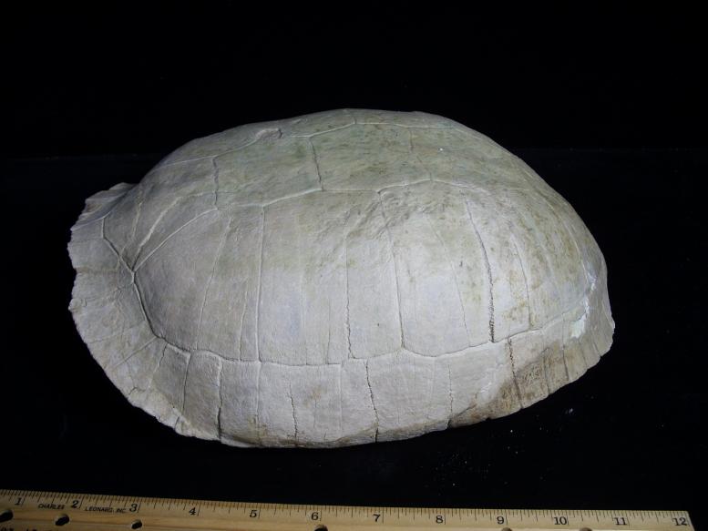 Complete Large Fossil Tortoise (050819s) - The Stones & Bones Collection